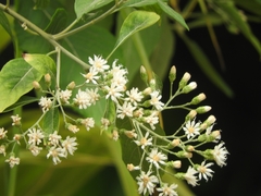 Gymnanthemum amygdalinum
