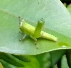 Abracris flavolineata