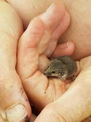 Planigale tenuirostris