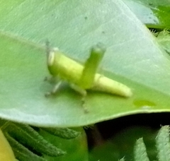 Abracris flavolineata