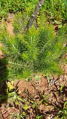 Euryops linifolius
