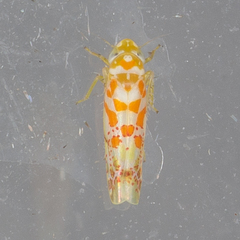 Dikrella maculata