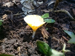 Cotylidia aurantiaca