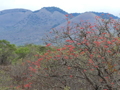 Erythrina abyssinica