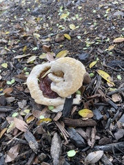 Ganoderma sessile
