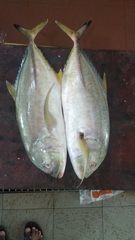 Caranx heberi