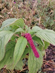 Amaranthus caudatus