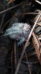 Gibellula leiopus
