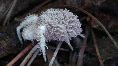 Gibellula leiopus