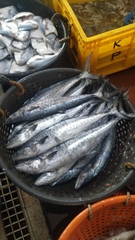 Scomberomorus guttatus