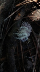 Gibellula leiopus