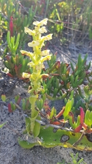 Pterygodium volucris