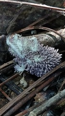 Gibellula leiopus
