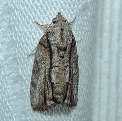 Etanna clopaea