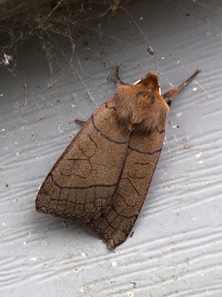 Unsated Sallow