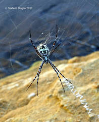 Argiope sector