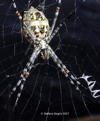 Argiope sector