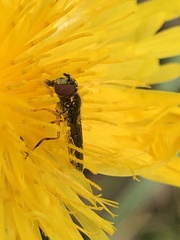 Platycheirus quadratus