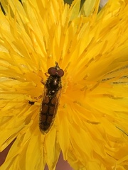 Platycheirus quadratus