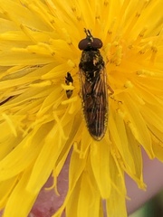 Platycheirus quadratus