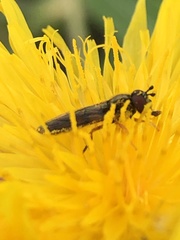 Platycheirus quadratus