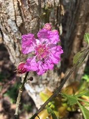 Physocalymma scaberrimum