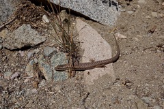 Elgaria coerulea palmeri