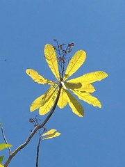 Cespedesia