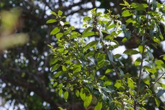 Rhamnus prinoides