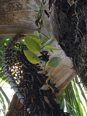 Vanilla palmarum