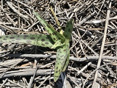 Lachenalia orchioides