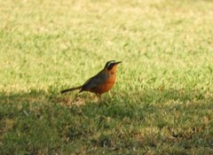 Cossypha heuglini heuglini