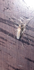Culex pipiens