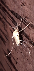 Culex pipiens