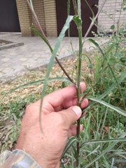 Tragopogon ucrainicus