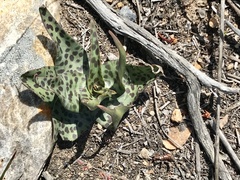 Lachenalia orchioides