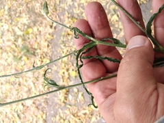 Tragopogon ucrainicus