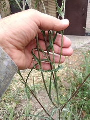 Tragopogon ucrainicus