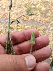 Tragopogon ucrainicus