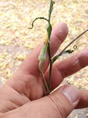 Tragopogon ucrainicus