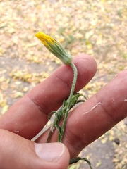 Tragopogon ucrainicus
