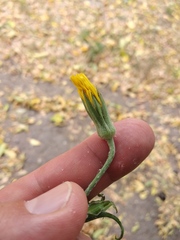 Tragopogon ucrainicus