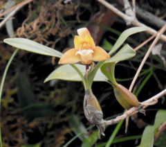 Dendrobium rotundatum