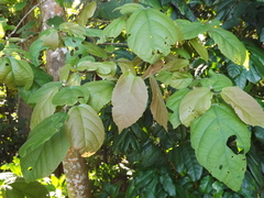 Croton arnhemicus