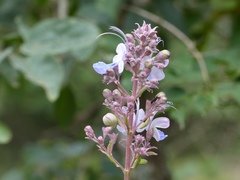 Rotheca serrata