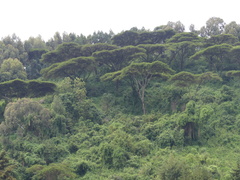 Vachellia abyssinica