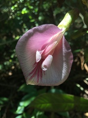 Clitoria