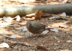 Lagonosticta rhodopareia