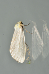 Chrysoecia thoracica