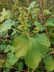 Xanthium strumarium canadense